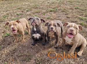 EXOTIC BULLY ŠTENCI